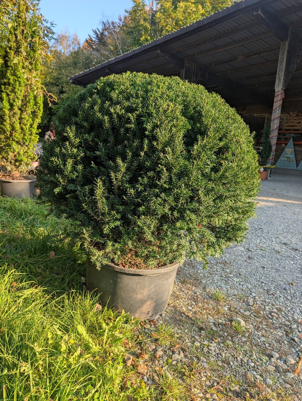 Piante & sementi: Grosse Eibe Kugel im Topf, Taxus baccata – Nuovo (secondo la descrizione) da Hendschiken venduto da Mibi_100 1