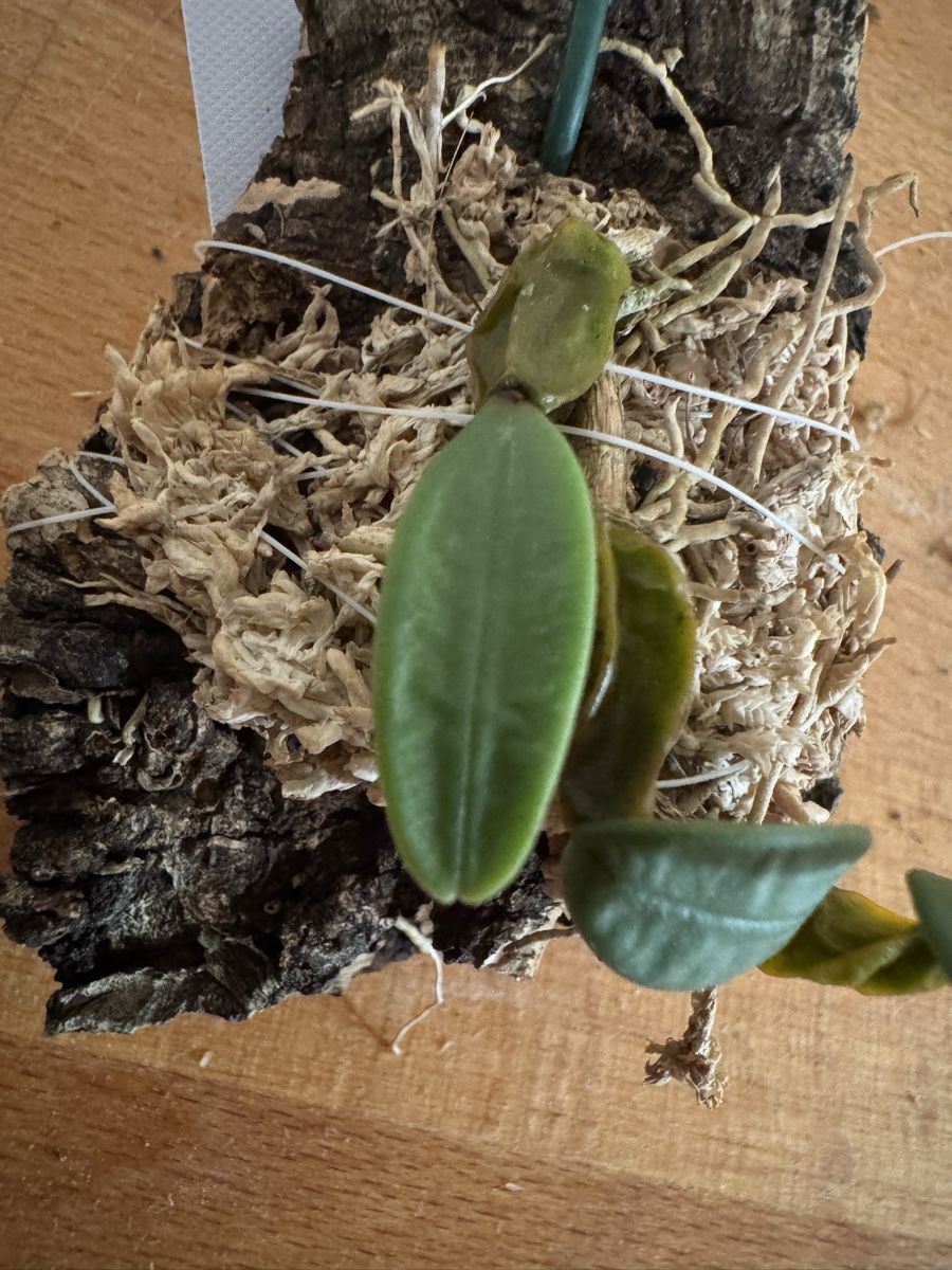 Pflanzen & Samen: Bulbophyllum frostii – Gebraucht aus Männedorf von mrclst 1