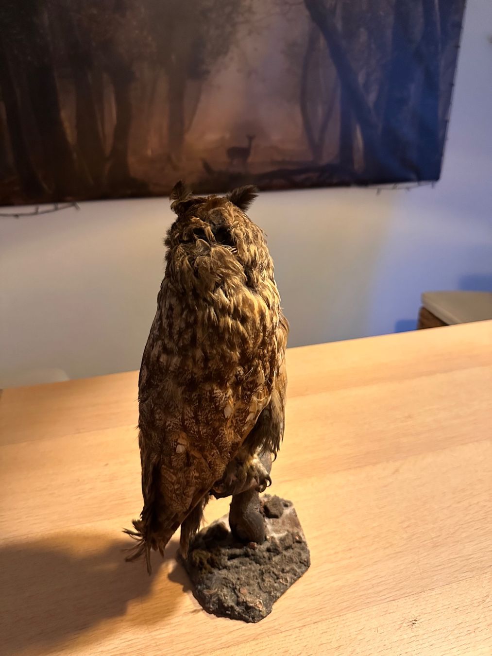 Il mondo degli animali: Präparierte Waldohreule – Usato da Arboldswil venduto da Rhacodactylus 3
