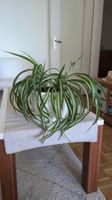 Gesunde, grosse Grünlillie (spider plant)