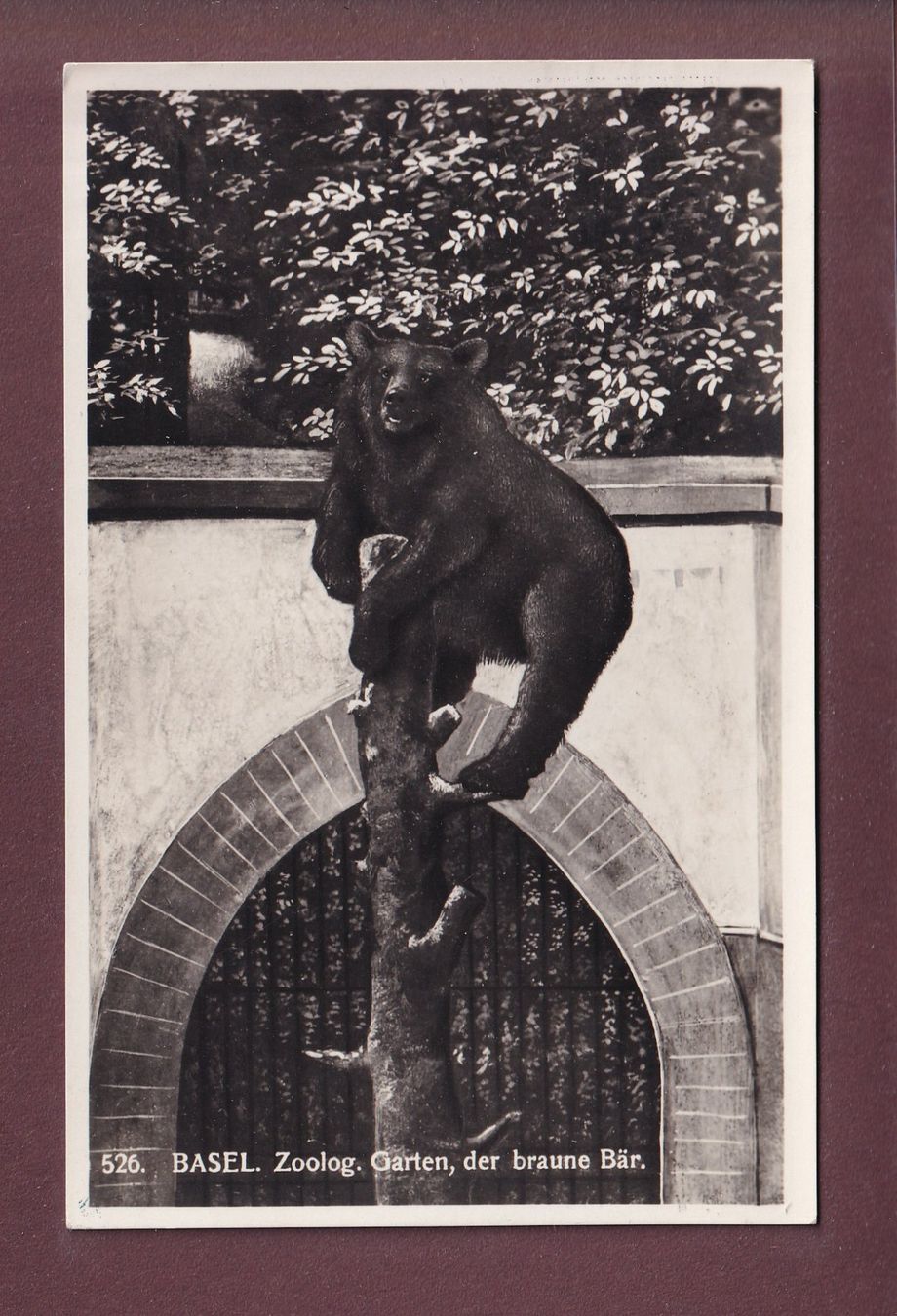 Ansichtskarten: BASEL - Zoo - Braune Bär - 1933 – Gebraucht aus Pully von nicecards