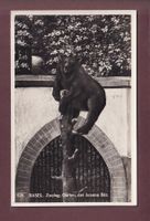 BASEL - Zoo - Braune Bär - 1933