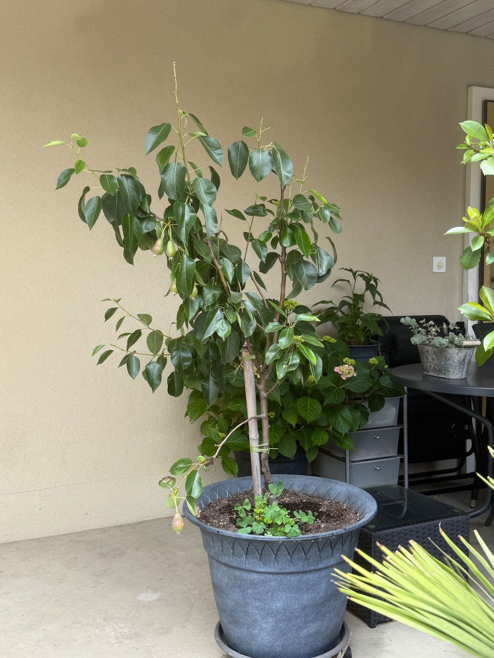 Piante & sementi: Birnenbaum in Topf – Usato da Biberist venduto da ber_76bn 2