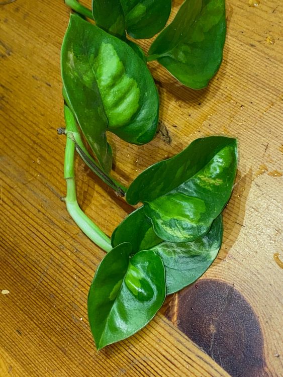 Epipremnum pinnatum global green, bewurzelter Steckling | Kaufen auf ...