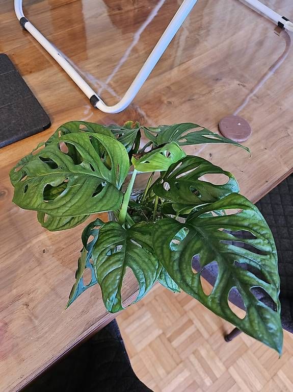 Pflanzen & Samen: Monstera adansonii monkey mask Stecklinge  – Gebraucht aus Utzenstorf von Dac_mk