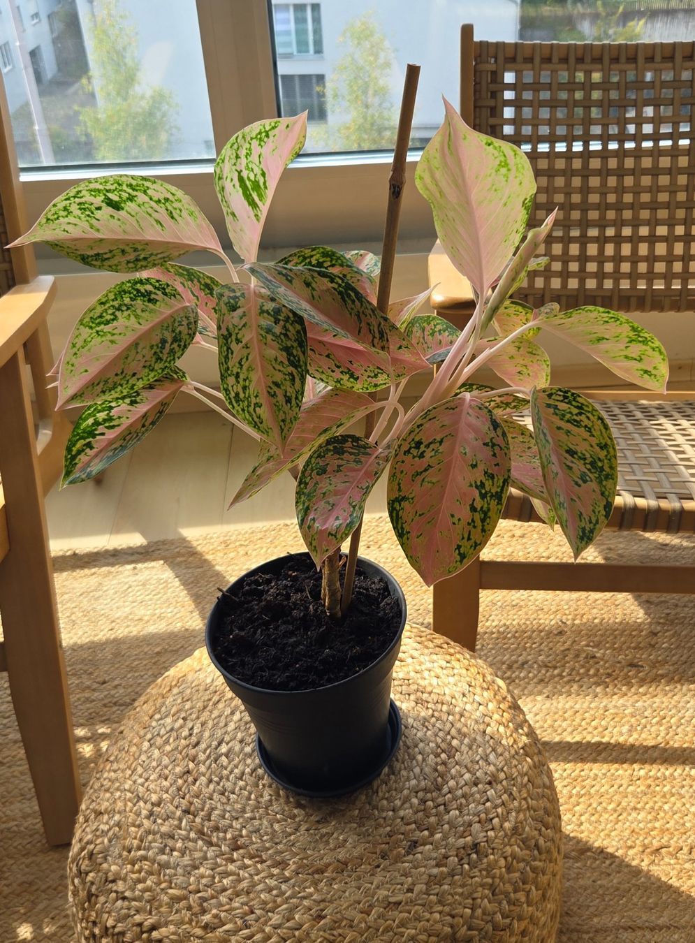 Plantes & graines: Aglaonema (ca. 30cm) – D'occasion à Zürich par wile_coyote