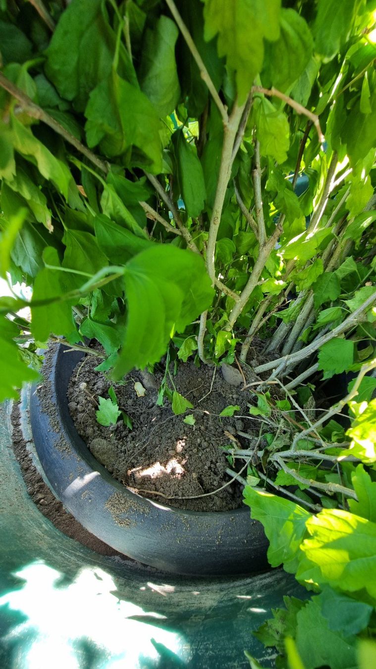 Piante & sementi: Hibiskus - Jungpflanzen – Usato da Oberentfelden venduto da Myri13 2