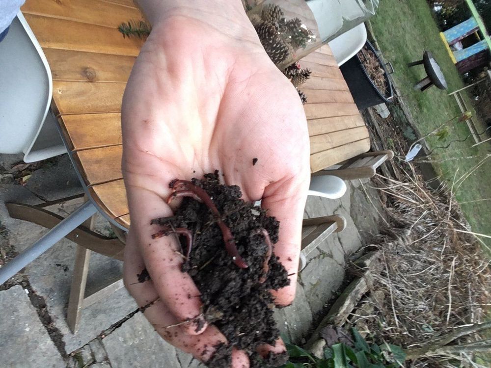 Kompostwürmer Würmer Lumbricus R. Kaufen auf Ricardo