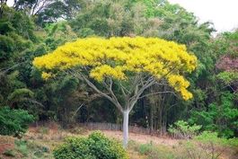 Jacaranda jaune ! Sch.parahyba TRES RARE