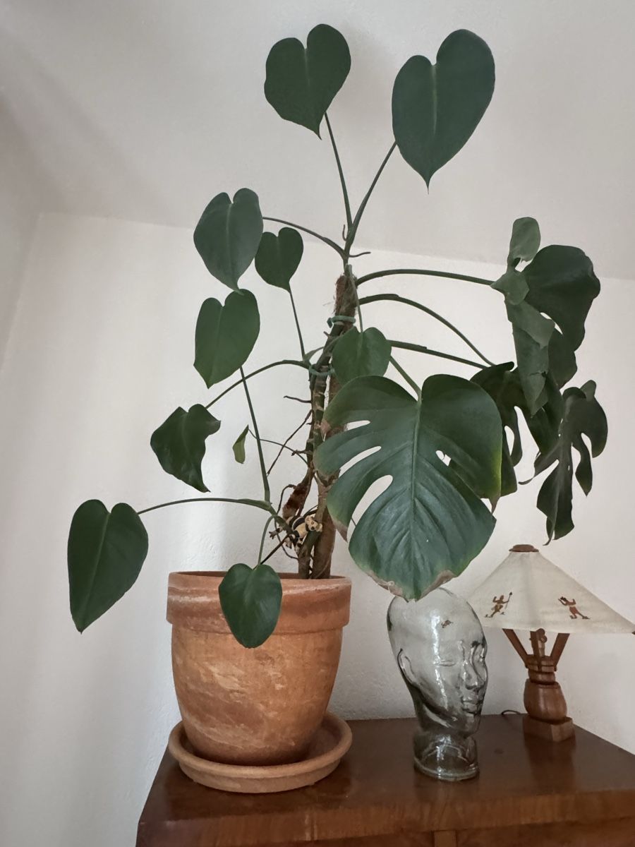 Pflanzen & Samen: Grosse Zimmerpflanze Monstera im Topf – Gebraucht aus Biel/Bienne von leo_h2vb 4