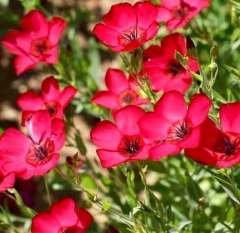 Piante & sementi: 30 Samen  Grossblumiger Lein RUBRUM ROT – Nuovo e nell'imballaggio originale da Rovio venduto da POSITIFFARTandPLANTS 4