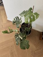 Monstera deliciosa Thai constellation variegata