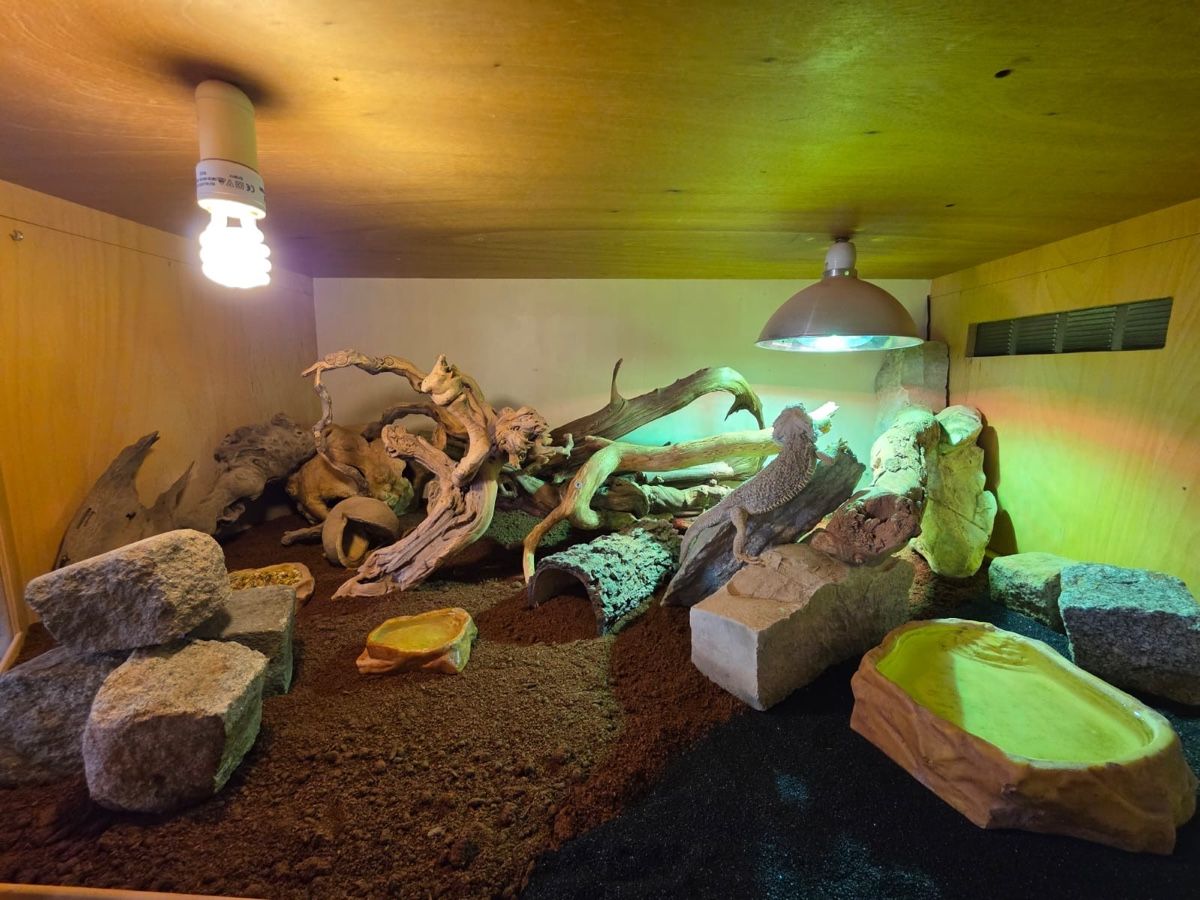 Terrariums: Terrarium – D'occasion à Seewen SO par lor_mm8w 2