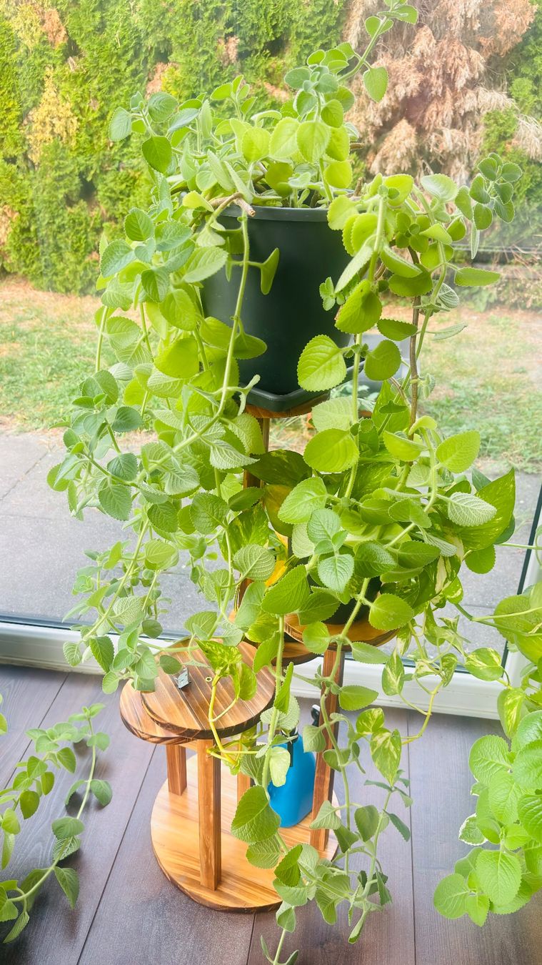 Plantes & graines: Zimmerpflanzen Indischer Borretsch oder Kubanischer Oregano. – Neuf avec emballage d'origine à Aarburg par saluvava 1