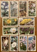 1959 - 12 Vintage WILD FLOWERS Sammelbilder England Botanik