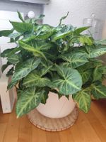 Grosse gesunde Pflanze in Hydro - 55cm