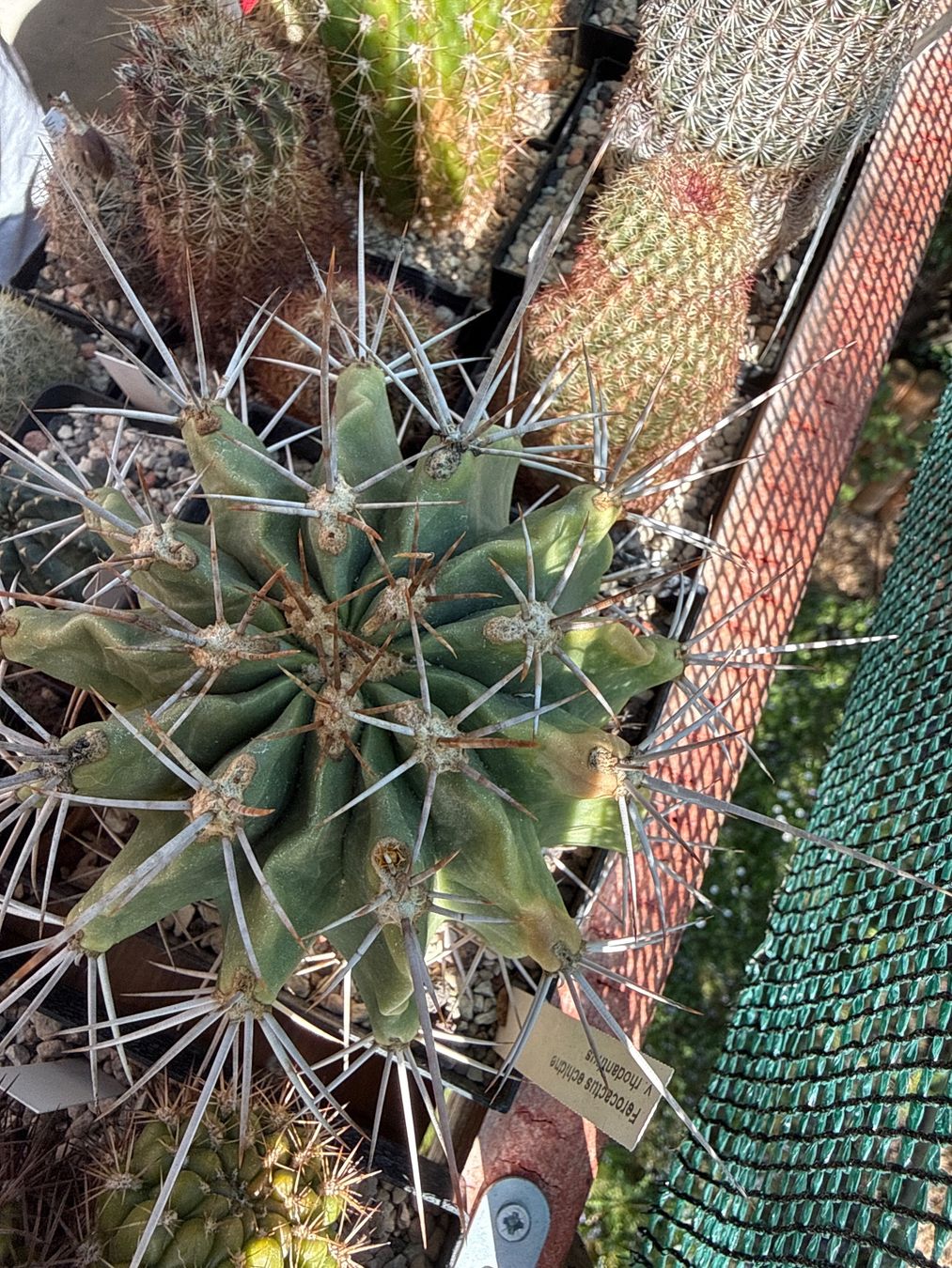 Piante & sementi: Ferocactus echidne v. rhodanthus – Usato da Rorbas venduto da SimS0n 4