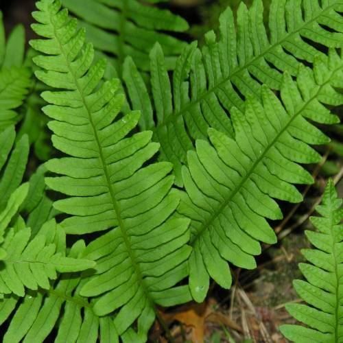 Piante & sementi: Polypode commun (fougère goût réglisse)  2 PLANTS – Nuovo (secondo la descrizione) da Bremblens venduto da FIBONACCI369