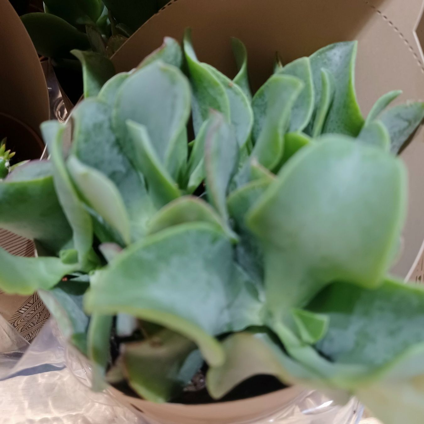 Piante & sementi: Sukkulente 15 cm – Nuovo e nell'imballaggio originale da Rovio venduto da POSITIFFARTandPLANTS 2