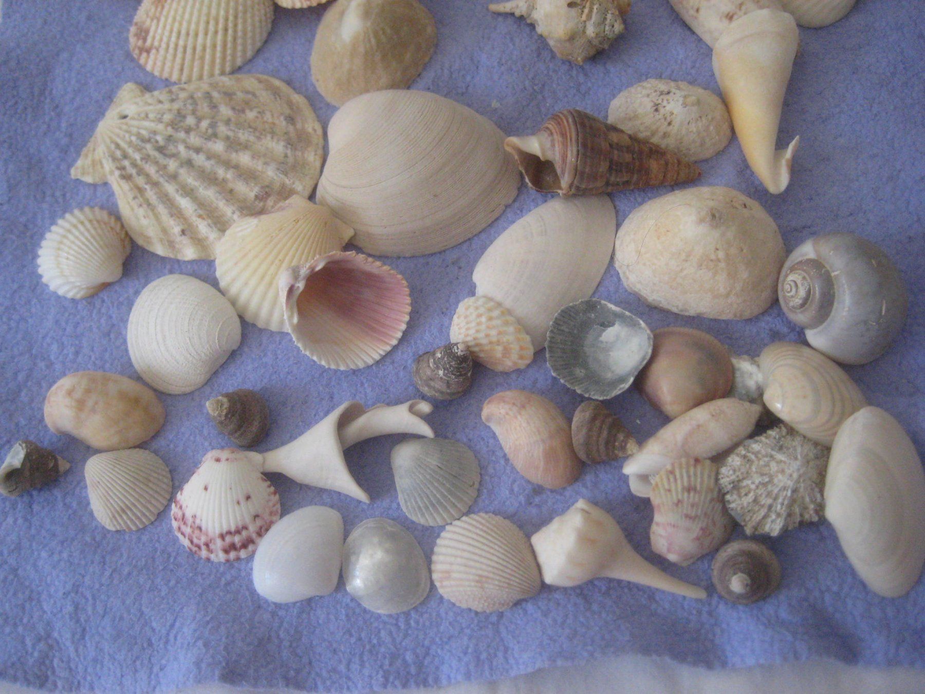 Fossiles: MUSCHELN – D'occasion à Uster par flocke1 3