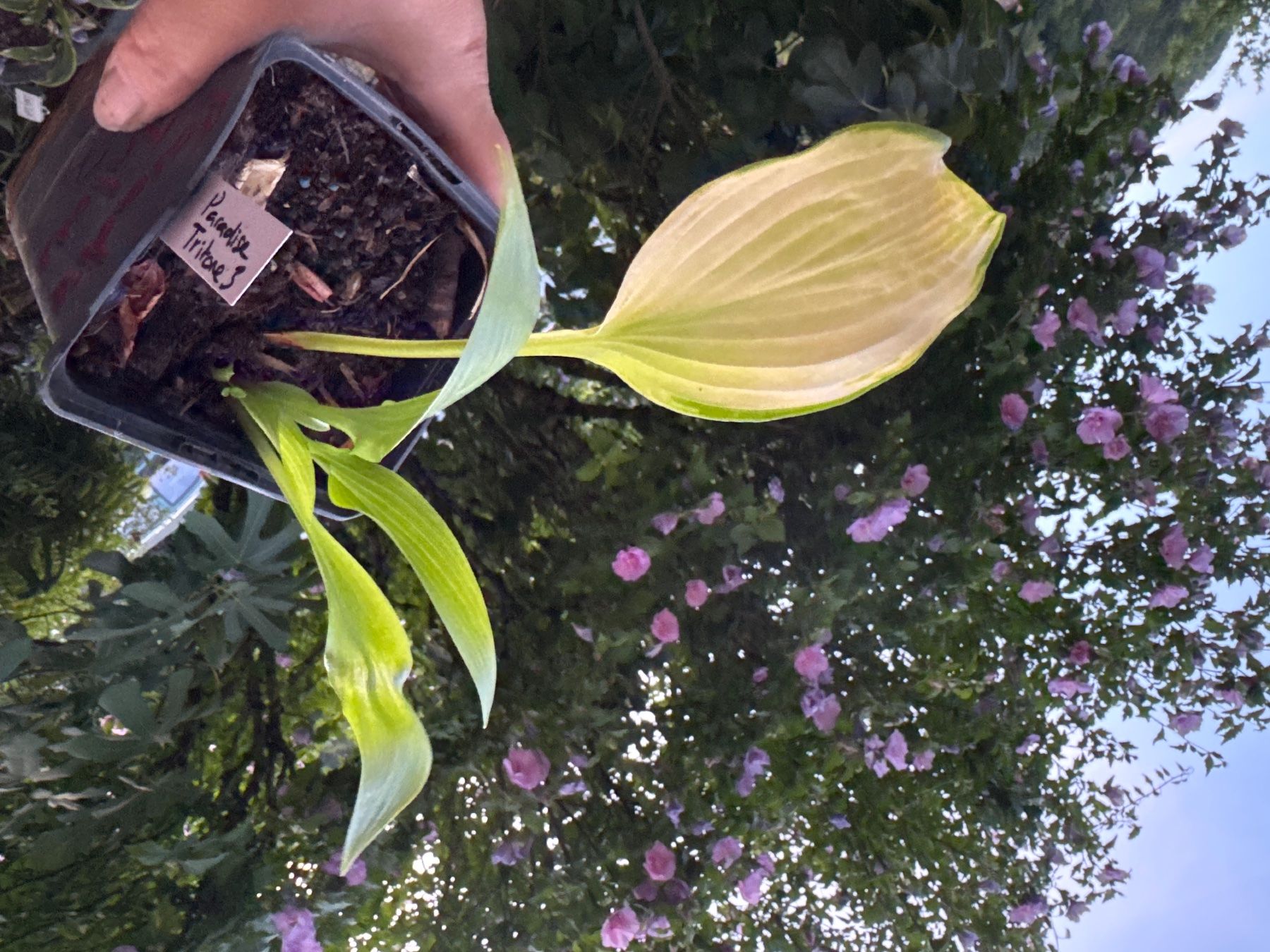 Pflanzen & Samen: Hosta Paradise Tritone 3 – Gebraucht aus Lajoux JU von Briard0 1