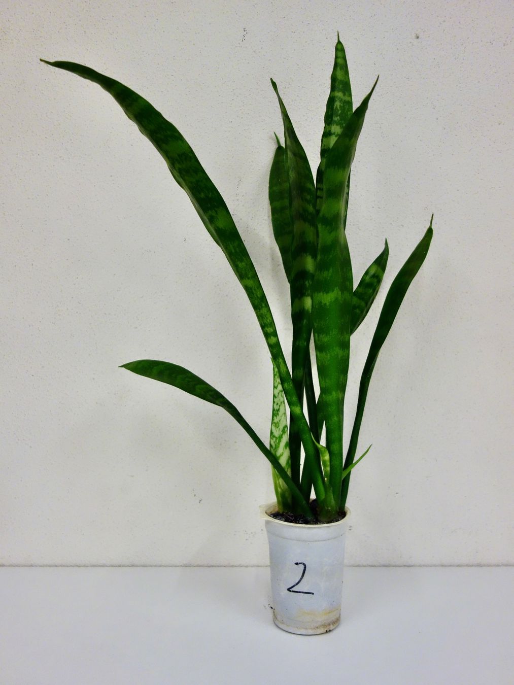 Piante & sementi: Bogenhanf Sansevieria Trifasciata – Nuovo (secondo la descrizione) da Kerzers venduto da zimmergruener 4