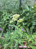 Schafgarbe (achillea millefolium) zum selber ausgraben