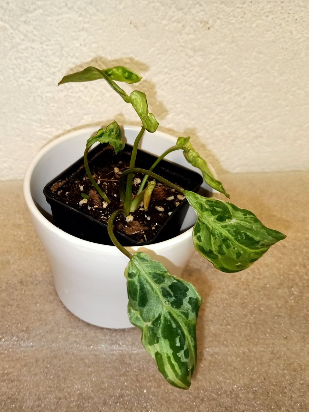 Pflanzen & Samen: Philodendron Gloriosum Variegata  Snow Leopard – Neu (gemäss Beschreibung) aus schöftland von UniquePlants