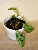 Philodendron Gloriosum Variegata  Snow Leopard