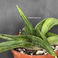 Sansevieria Patens - direkt aus der Sansevieria-Sammlung