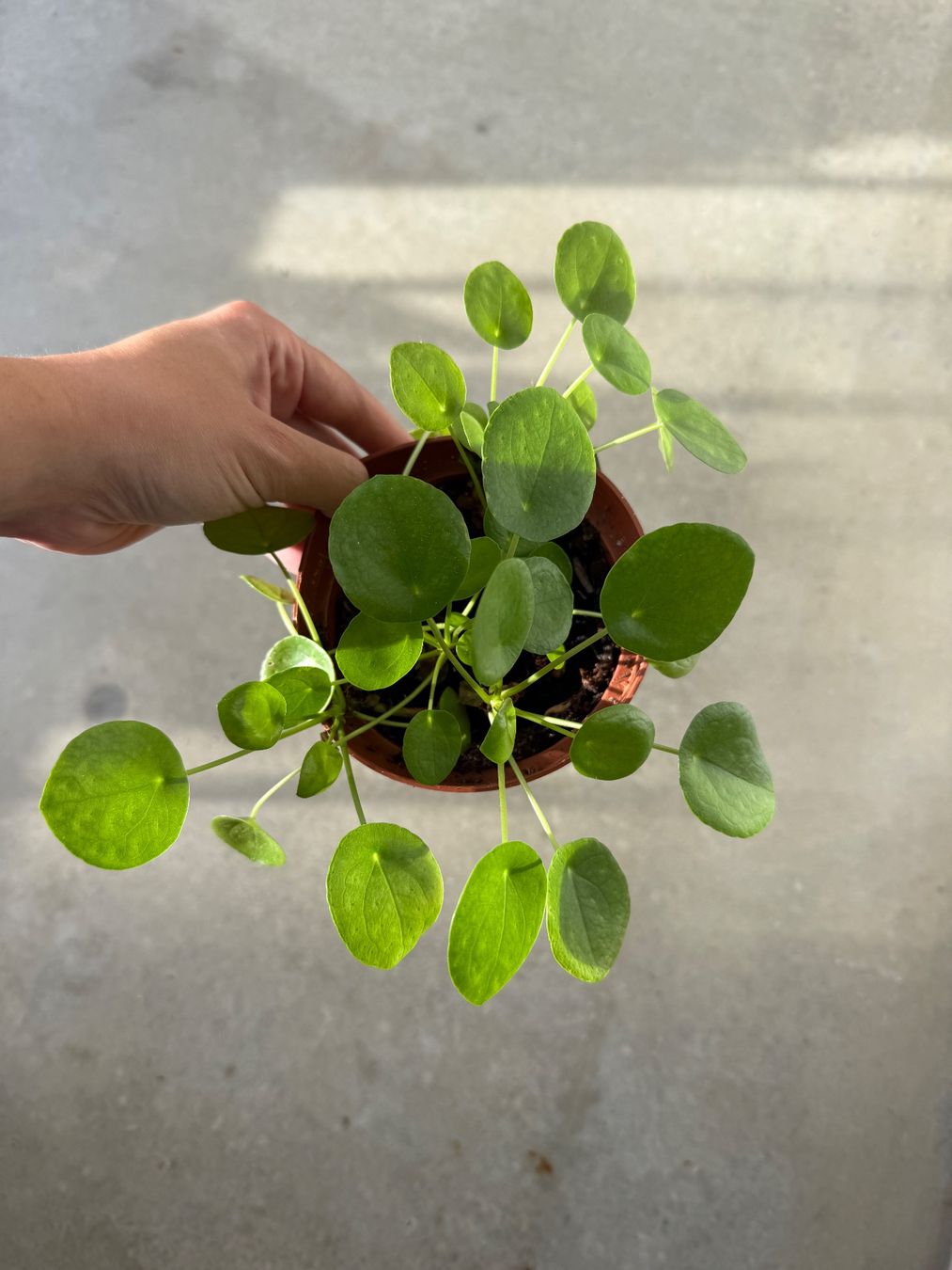 Piante & sementi: Pilea Pflanze – Usato da Bern venduto da Wil.Wayne