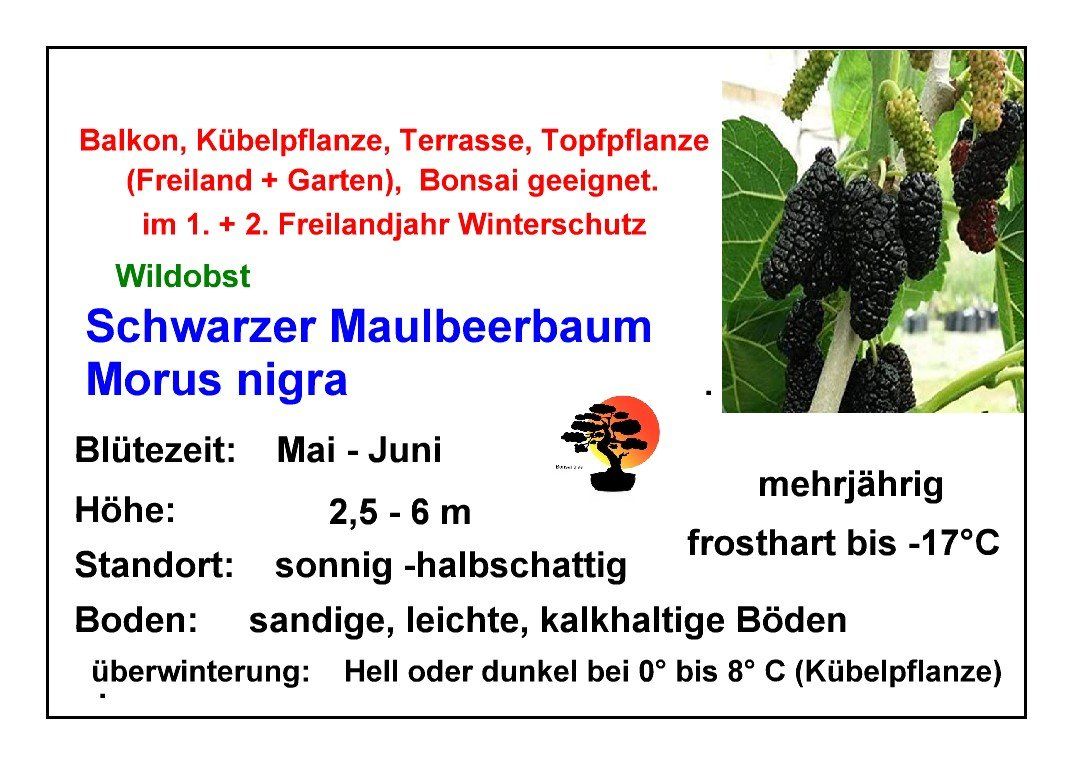 Pflanzen & Samen: Schwarzer Maulbeerbaum - Morus nigra - 30 Samen – Neu und originalverpackt aus Sumiswald von Cham14558 2