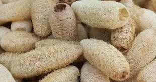 Piante & sementi: Courge éponge végétale (graines blanches)  10g – Nuovo (secondo la descrizione) da Bremblens venduto da FIBONACCI369