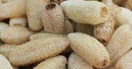Courge éponge végétale (graines blanches)  10g