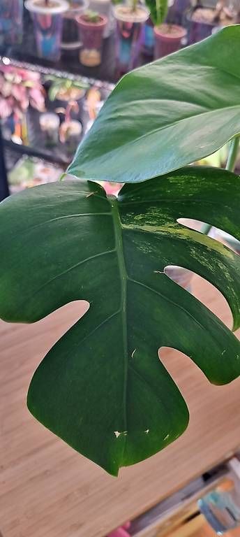 Piante & sementi: Monstera variegata aurea – Nuovo e nell'imballaggio originale da Wallenwil venduto da pet_mz5n 3