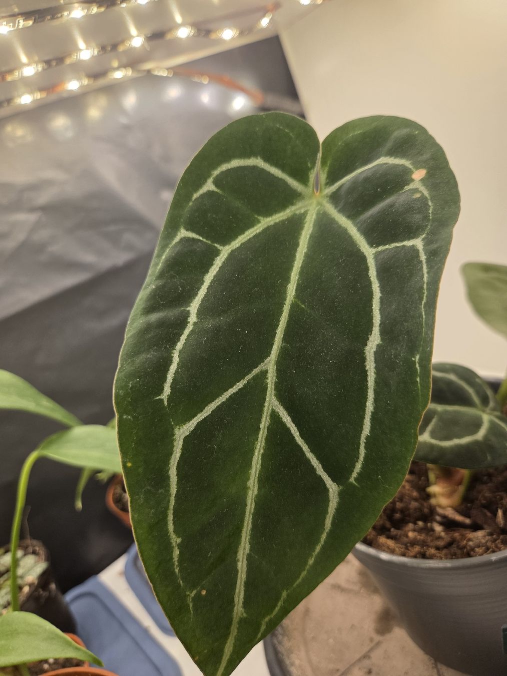 Pflanzen & Samen: Anthurium magnificum  – Neu (gemäss Beschreibung) aus Roggwil BE von pau_wyh8 1