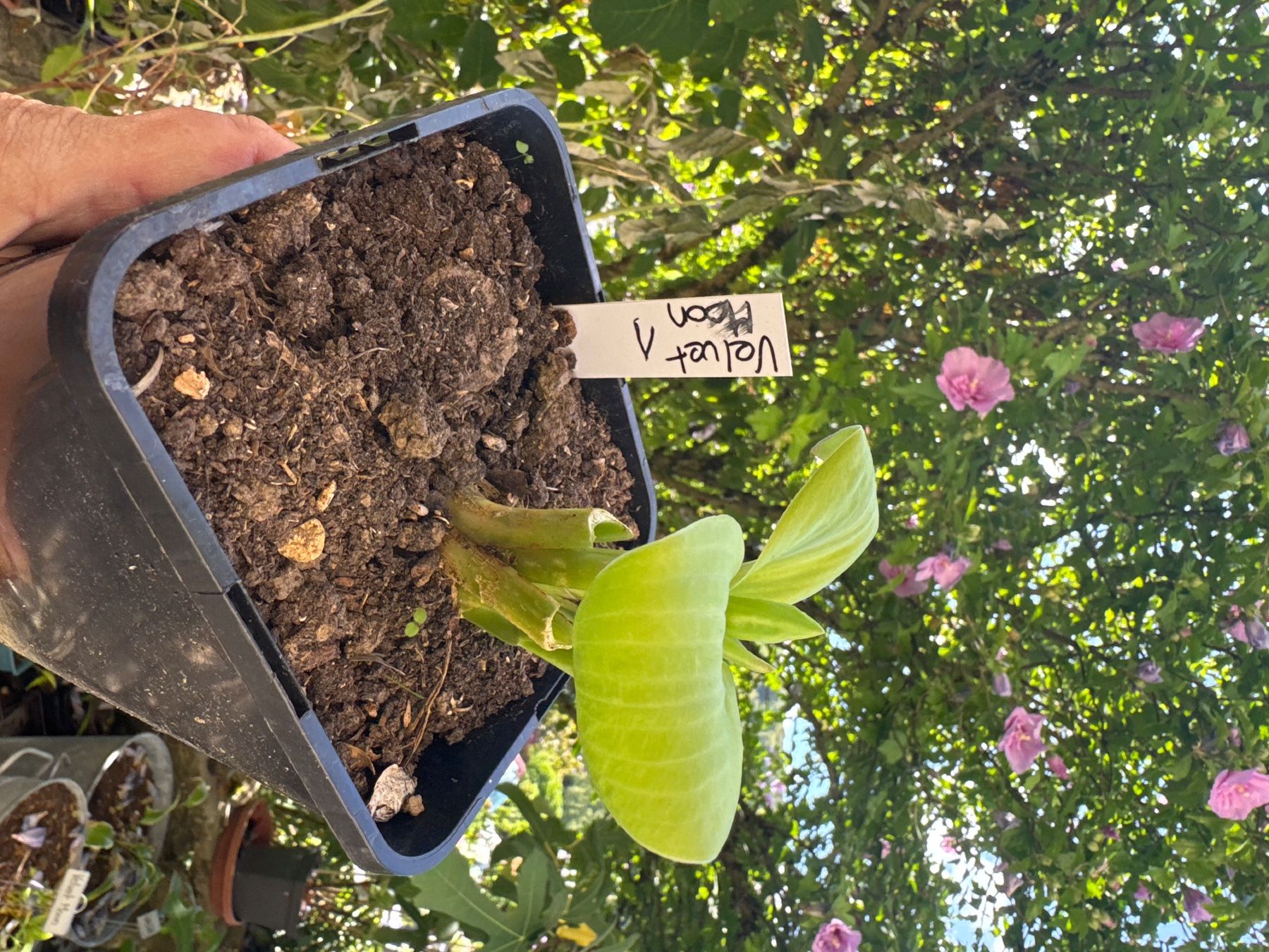 Pflanzen & Samen: Hosta velvet moon 1 – Gebraucht aus Lajoux JU von Briard0