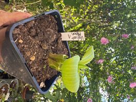 Hosta velvet moon 1