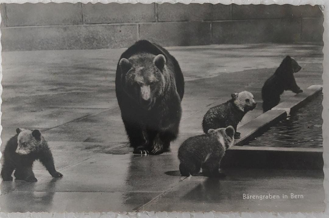 Cartoline postali: BERN - Bärengraben - 1952 – Usato da Delémont venduto da Domdom1