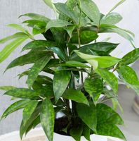 JUNGER BAMBUS DRACHENBAUM - DRACAEANA SURCULOSA - WEISS