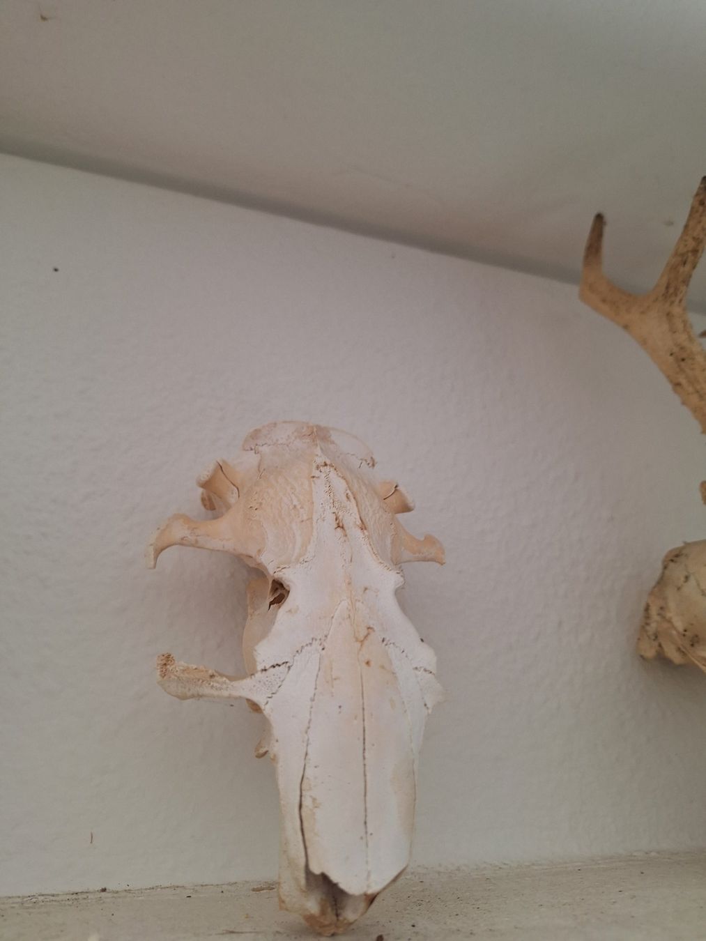 Figuren: Schädel Reh, Dachs, Fuchs, Bieber – Gebraucht aus Mümliswil von Arva 5