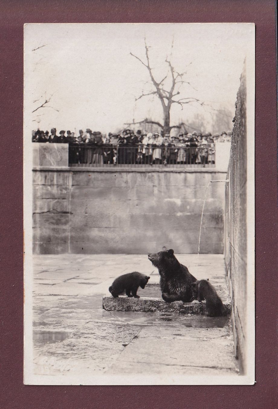 Cartoline postali: BERN - Bärengraben - 1926 – Usato da Pully venduto da nicecards