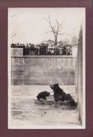 BERN - Bärengraben - 1926