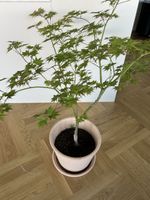 Wunderschöner grüner Ahorn inklusive Topf zu verkaufen