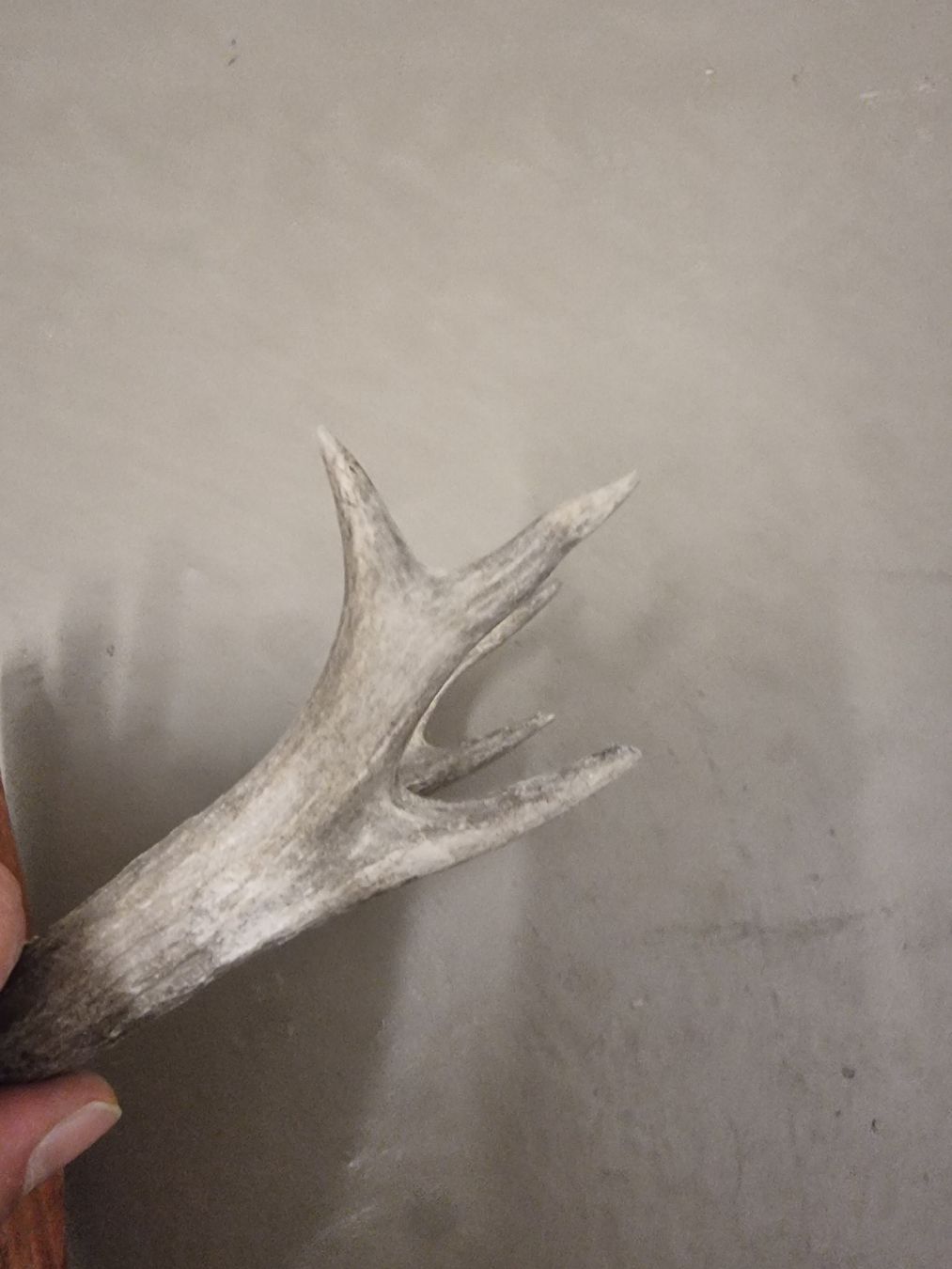 Il mondo degli animali: Rustikaler Hirschtrophäe Wandschmuck Jagd-Deko – Usato da Olten venduto da Mezopotamya 2