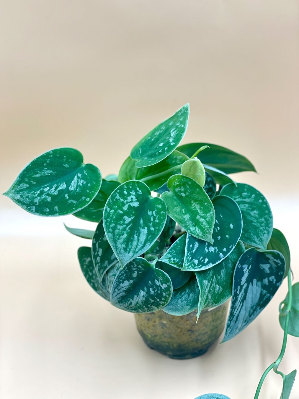 Piante & sementi: Scindapsus ‘Silver Ann’ – Nuovo (secondo la descrizione) da Zürich venduto da Leafscape