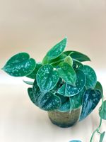Scindapsus ‘Silver Ann’