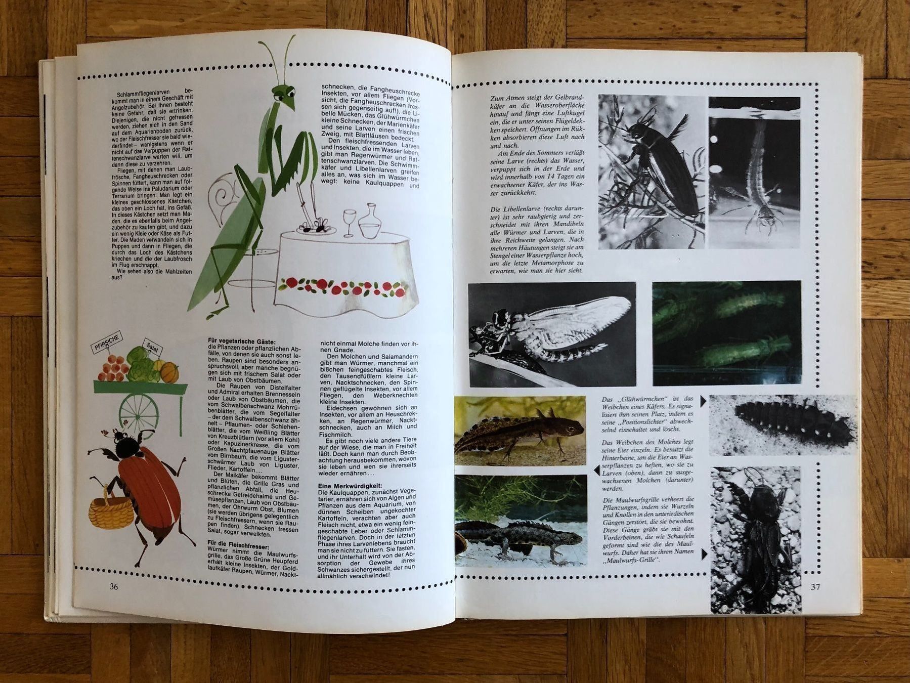 Libri: Die Wiese lebt – Usato da Petit-Lancy venduto da Hastala42 2
