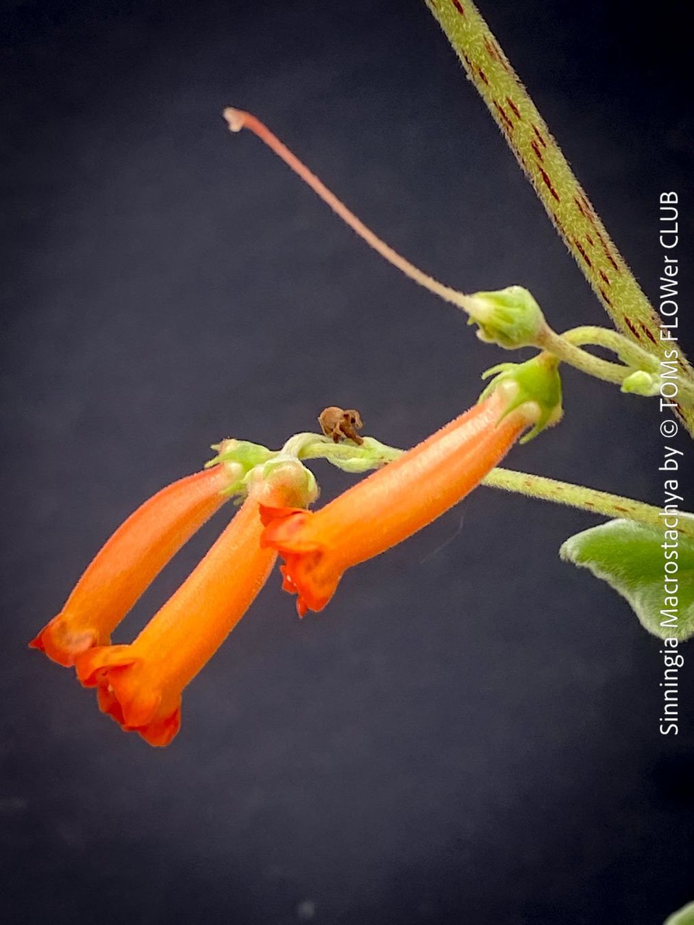 Plantes & graines: Sinningia Macrostachya - einzigartige Blütenpflanze – Neuf avec emballage d'origine à Adliswil par astom369 6
