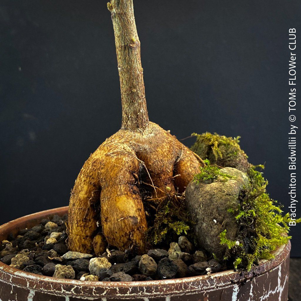 Piante & sementi: Brachychiton Bidwillii - Bonsai Bäumchen - Flaschenbaum – Nuovo e nell'imballaggio originale da Adliswil venduto da astom369 5